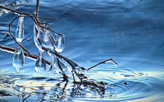 Картинка ветка, лед, вода