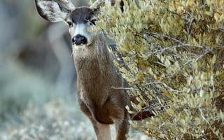 Картинка олень, животное, куст