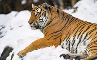 Картинка тигр, животное, большая кошка