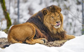Картинка лев, высунутый язык, животное