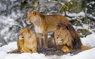 Картинка львы, животные, хищники