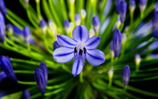 Картинка агапантус, цветок, синий