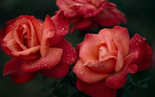 Обои роза, цветок, розовый