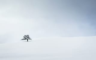Обои дерево, снег, минимализм