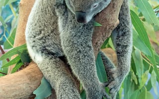 Картинка коала, животное, серый