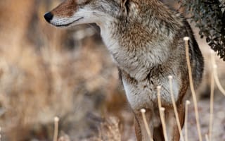 Картинка койот, животное, дикая природа