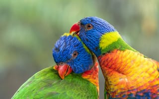 Картинка многоцветный лорикет, попугаи, птицы