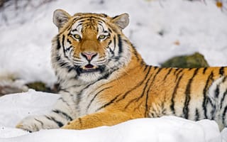 Картинка тигр, животное, хищник