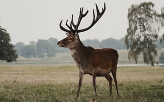 Картинка олень, животное, поле