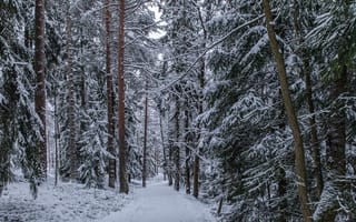 Картинка лес, тропинка, снег