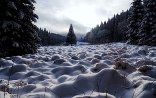 Картинка поле, деревья, снег
