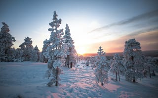 Картинка закат, деревья, снег