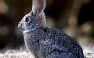 Картинка кролик, животное, серый