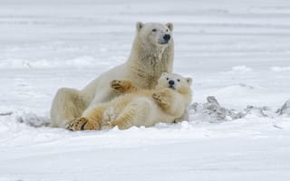 Картинка полярные медведи, медведи, животные