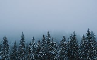 Картинка лес, снег, зима