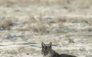 Картинка койот, животное, серый