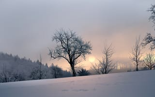 Обои закат, деревья, снег