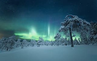 Картинка снег, деревья, северное сияние