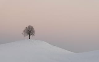 Картинка холм, дерево, снег