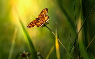 Картинка бабочка, насекомое, коричневый