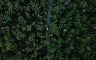 Картинка дорога, автомобиль, лес