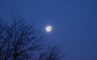Картинка луна, дерево, ночь