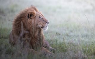 Картинка лев, животное, хищник