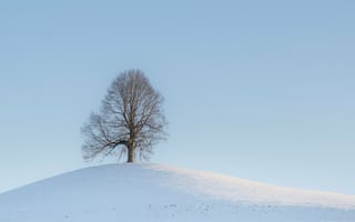 Картинка дерево, холм, снег