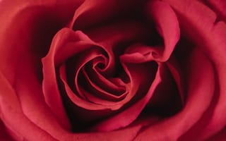 Картинка роза, цветок, красный