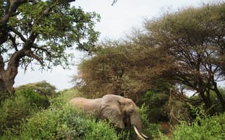 Картинка слон, животное, кусты