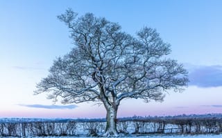 Картинка дуб, дерево, снег