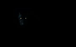Картинка волк, глаза, темнота