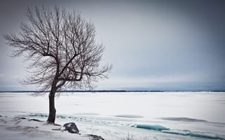 Обои дерево, озеро, снег