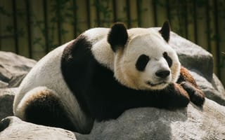 Картинка панда, животное, сон
