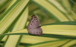 Картинка бабочка, насекомое, серый