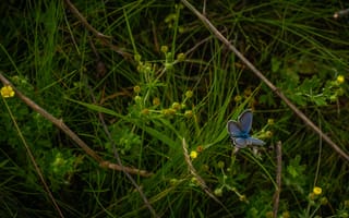Картинка бабочка, насекомое, синий
