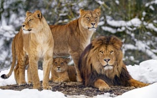 Картинка львы, животные, хищники