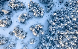 Картинка деревья, снег, вид сверху
