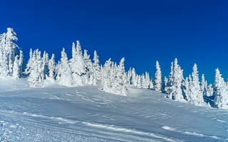 Обои снег, деревья, зима