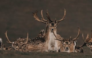 Картинка олени, животные, дикая природа