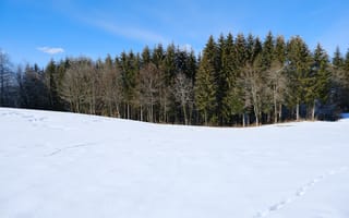 Картинка лес, поле, снег