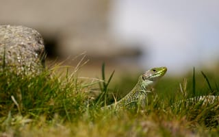 Картинка ящерица, рептилия, трава