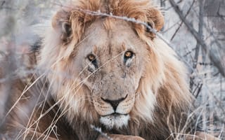 Картинка лев, животное, хищник