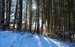 Обои лес, деревья, снег