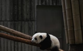 Картинка панда, животное, дерево