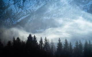 Картинка елки, снег, туман