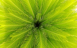 Картинка пальма, листья, растение