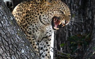 Картинка леопард, хищник, большая кошка