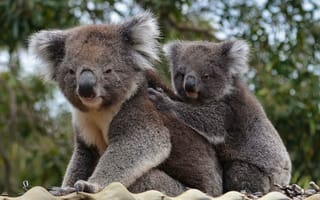 Картинка коала, животное, серый