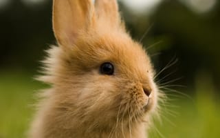 Картинка кролик, животное, пушистый